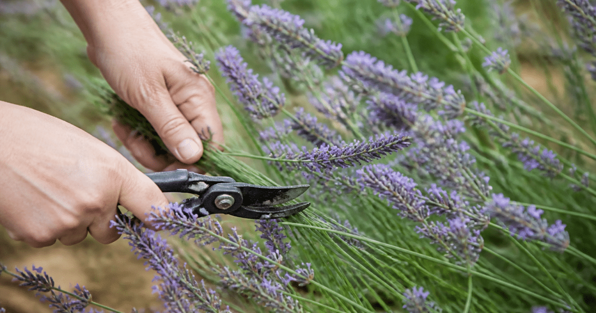 Cisailles coupant tiges violettes lavande en pleine floraison