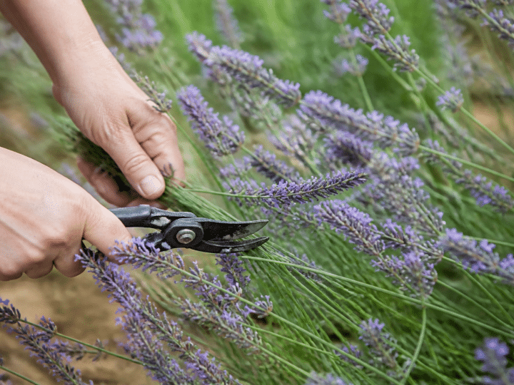 Cisailles coupant tiges violettes lavande en pleine floraison