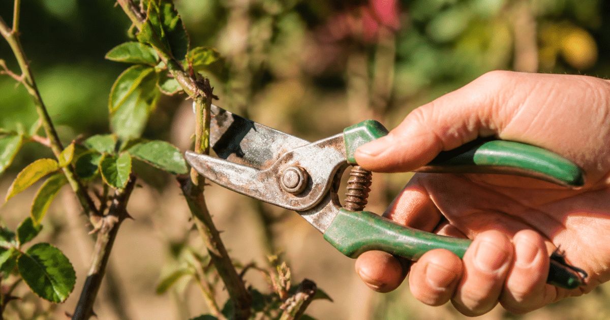 Secateurs tranchant branches rosier dans jardin ensoleille