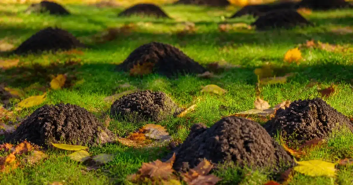 Monticules de terre soulevés parsemant une pelouse verte en automne