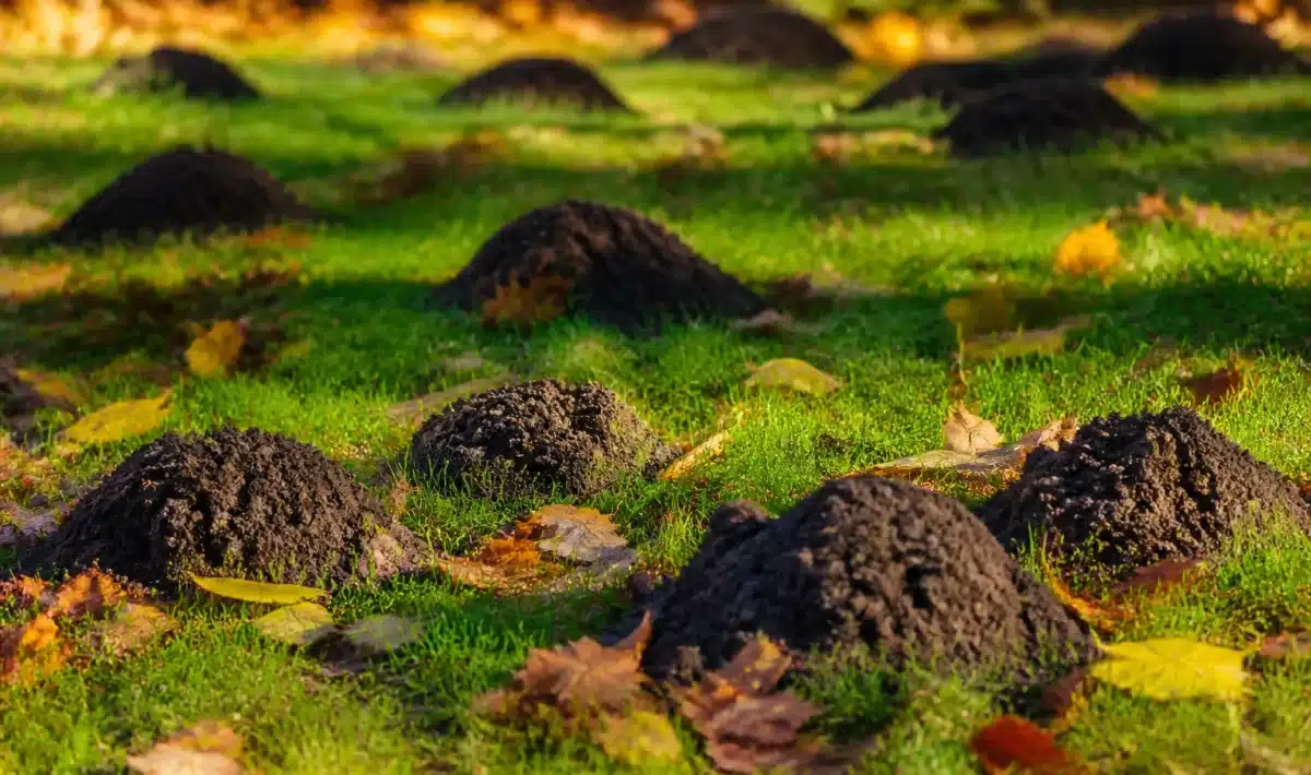 Monticules de terre soulevés parsemant une pelouse verte en automne