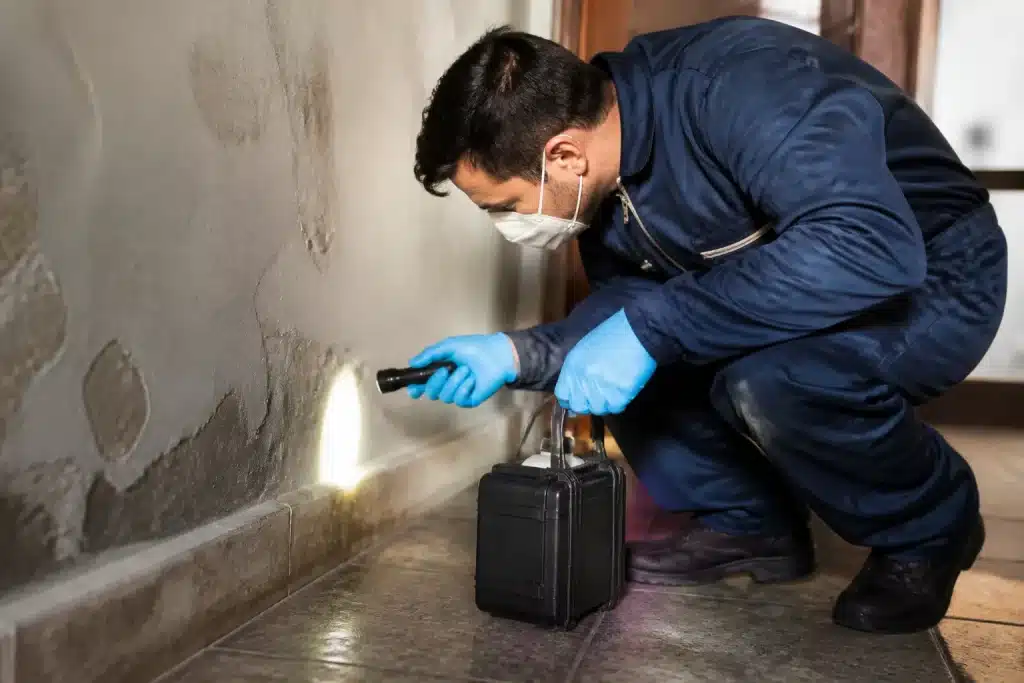 Technicien inspectant murs avec équipement professionnel dératisation