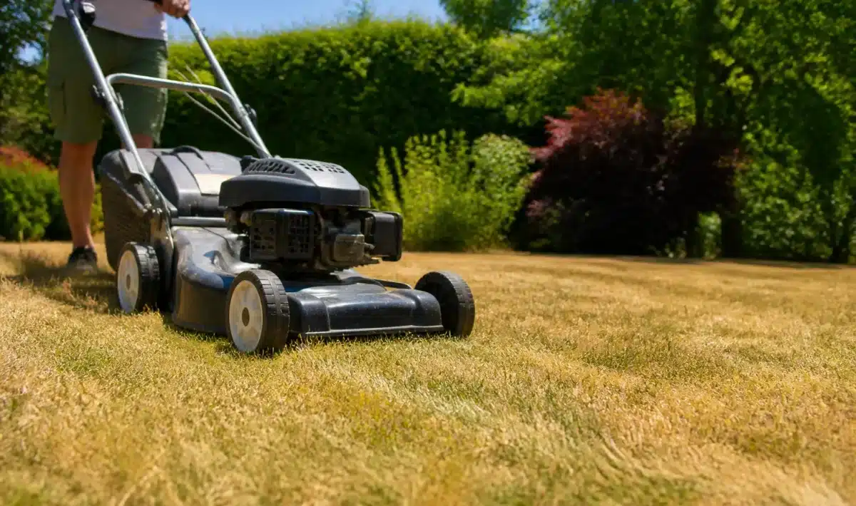 Tondeuse coupant herbe rase sur pelouse jaunie sous soleil d'été
