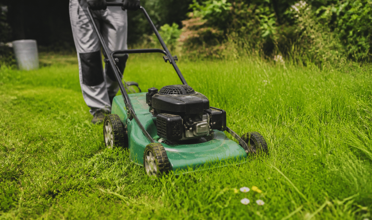 Tondeuse verte coupe herbe verte dense jardin