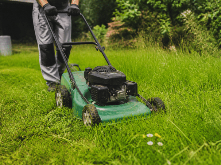 Tondeuse verte coupe herbe verte dense jardin
