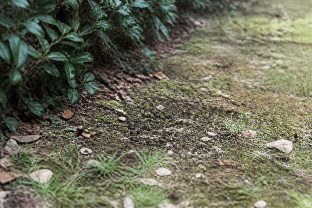 Petites crottes noires le long d'une haie de jardin
