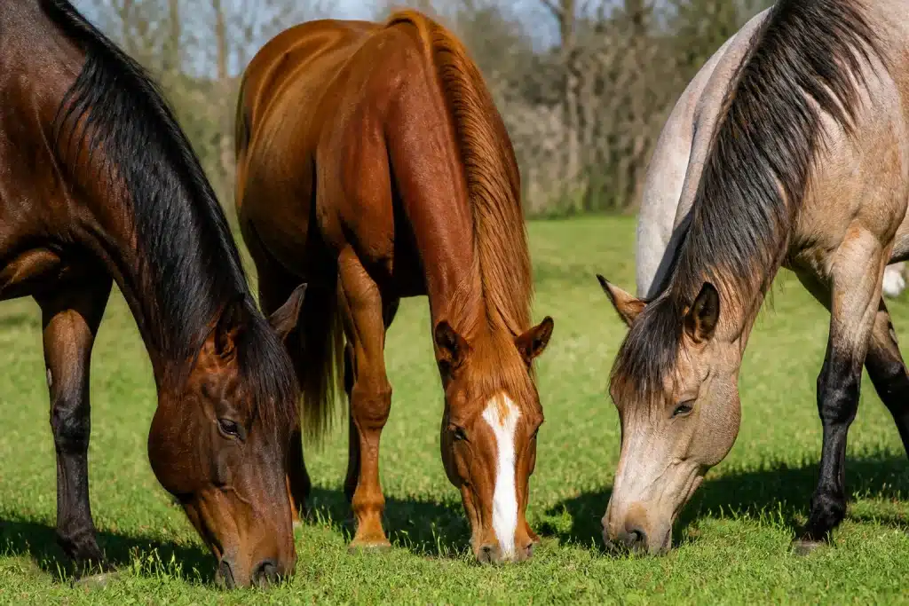 Chevaux paissant montrant usure dentaire variable