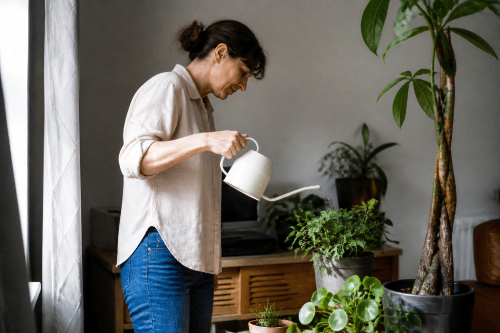 Voisin arrosant plantes vertes en pot interieur