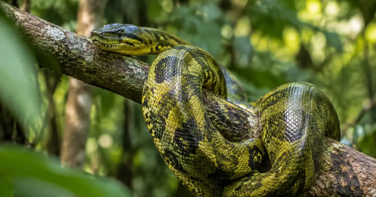 Anaconda vert geant enroule sur une branche en foret
