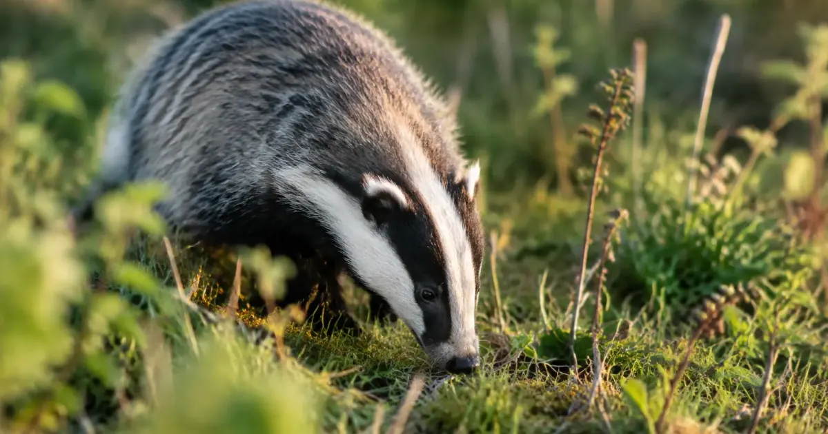 Blaireau gris museau colle au sol dans une prairie