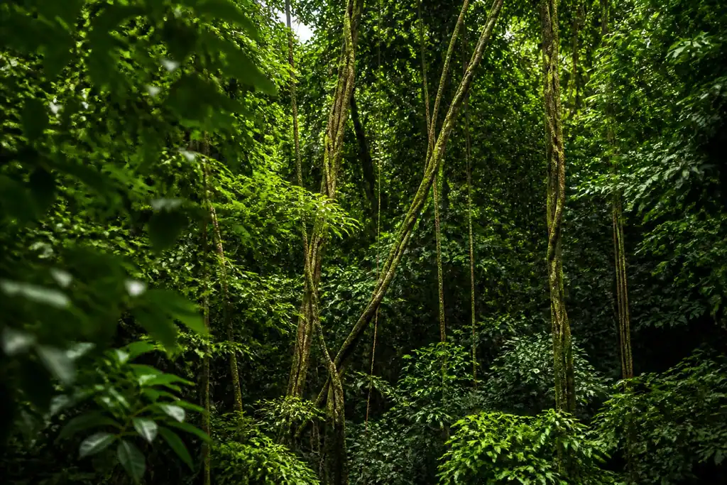 Canopee dense de foret tropicale avec lianes pendantes