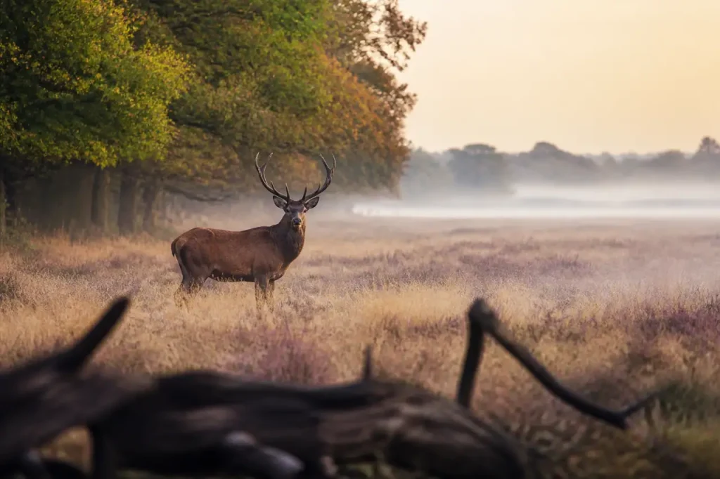 Cerf dans la brume matinale au bord du bois