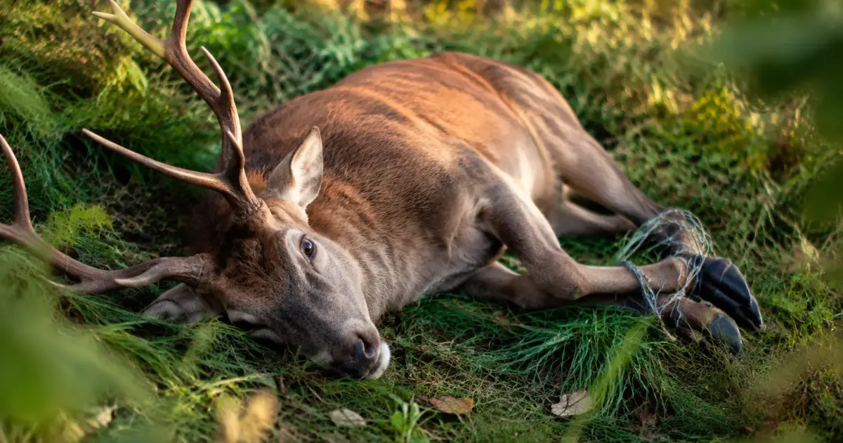 Cerf couche dans l'herbe, pattes entravees par du fil