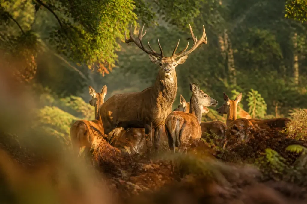 Cerf aux grands bois parmi ses biches en foret