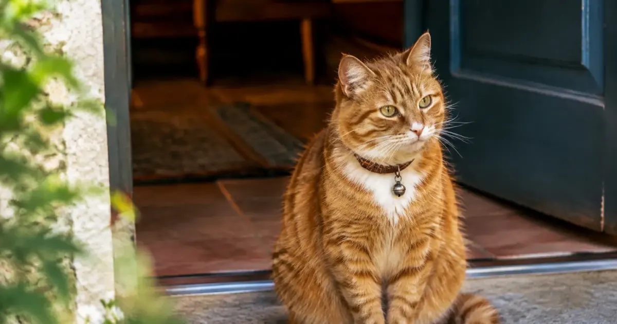 Chat roux assis au seuil portant un grelot