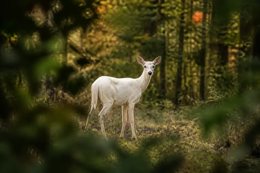 Chevreuil blanc aux yeux sombres dans une clairiere