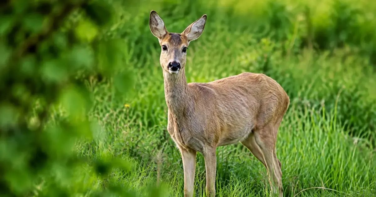 Chevreuil au pelage clair debout dans une prairie verte