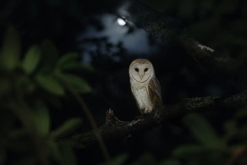 Chouette effraie posee sur une branche sombre la nuit