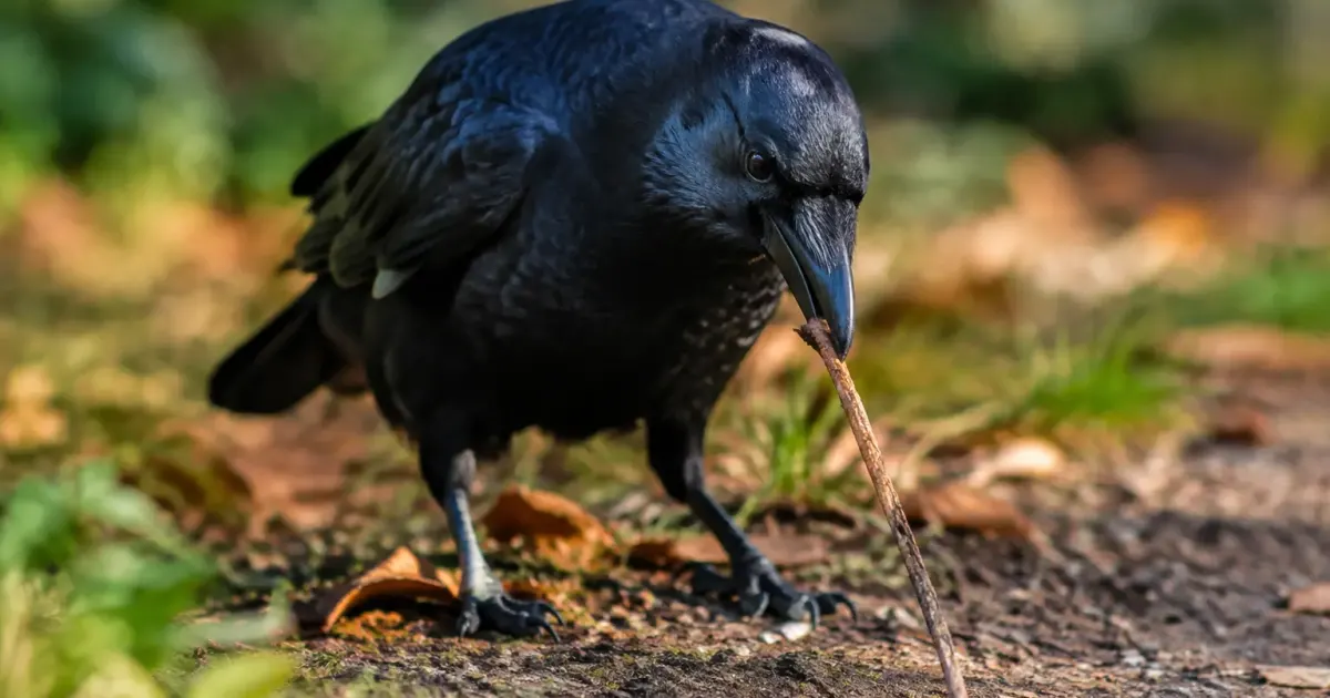 Un corbeau noir tient une brindille pointue au sol
