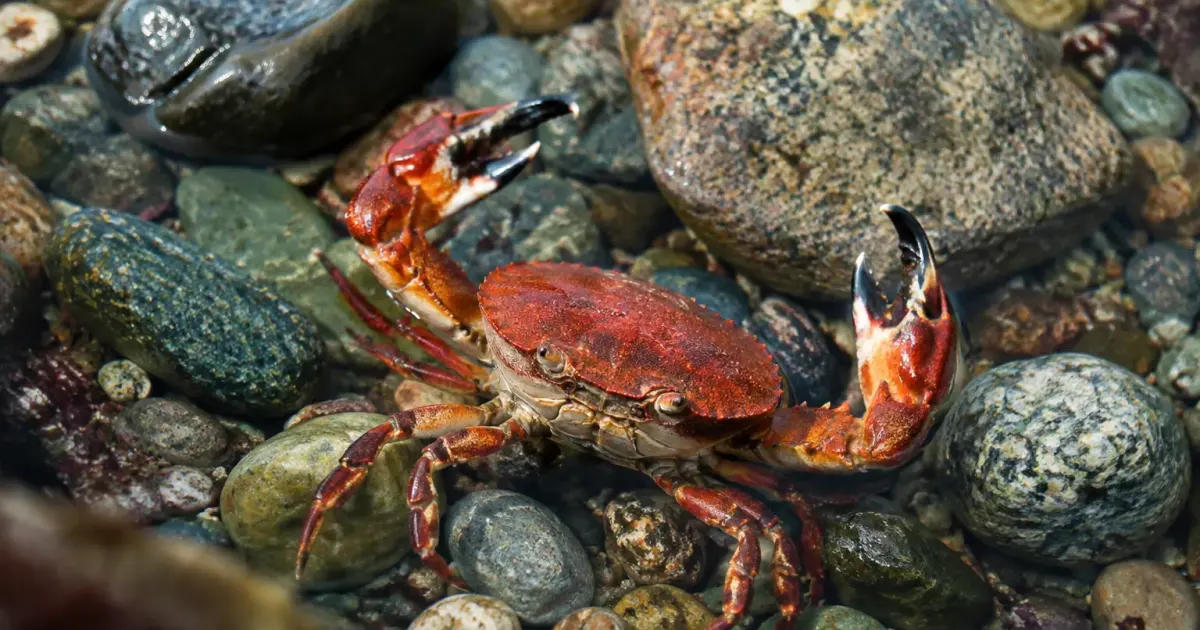 Crustace rouge aux pinces ouvertes sur galets immerges