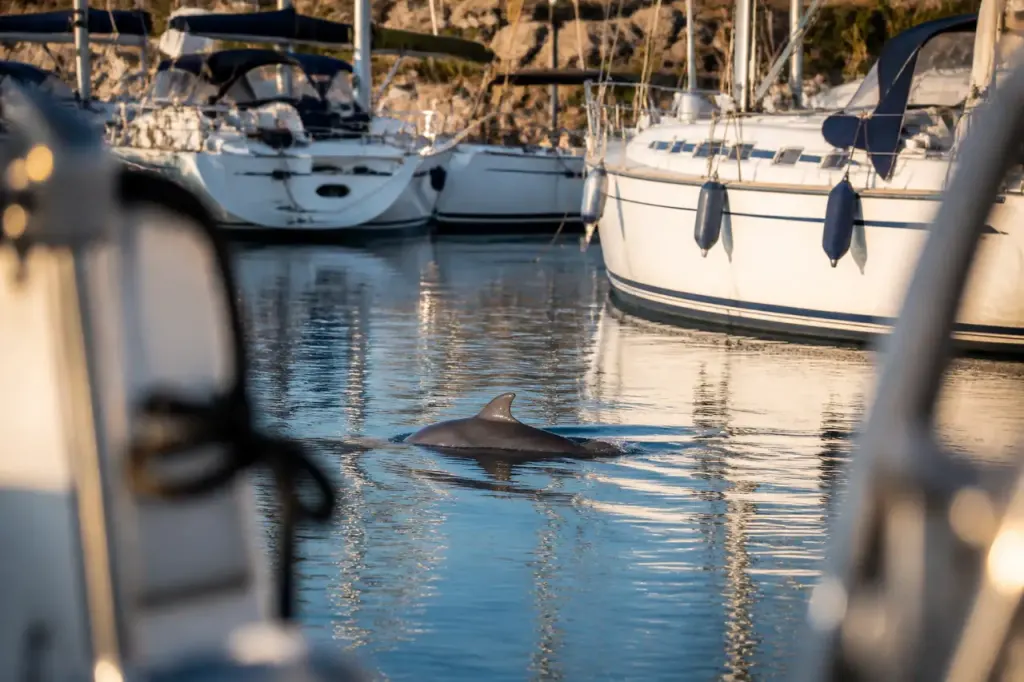 Dauphin nageant entre des voiliers blancs au port
