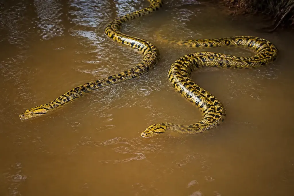 Deux anacondas jaunes nageant dans une riviere boueuse