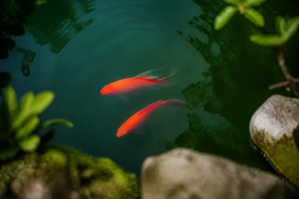 Deux poissons rouges nageant dans un lac vert
