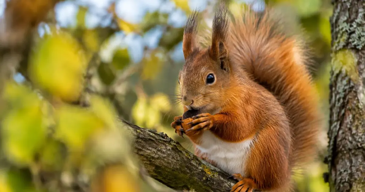 Ecureuil roux assis sur une branche tenant une noisette