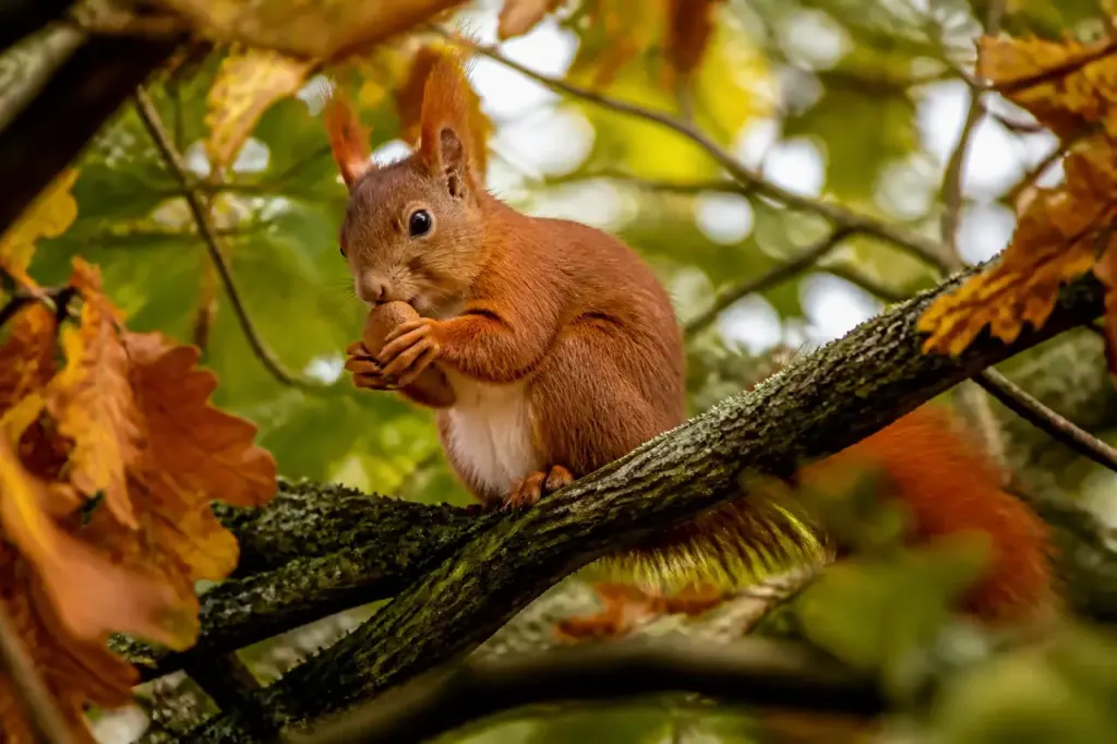 Un ecureuil roux tient un gland sur une branche