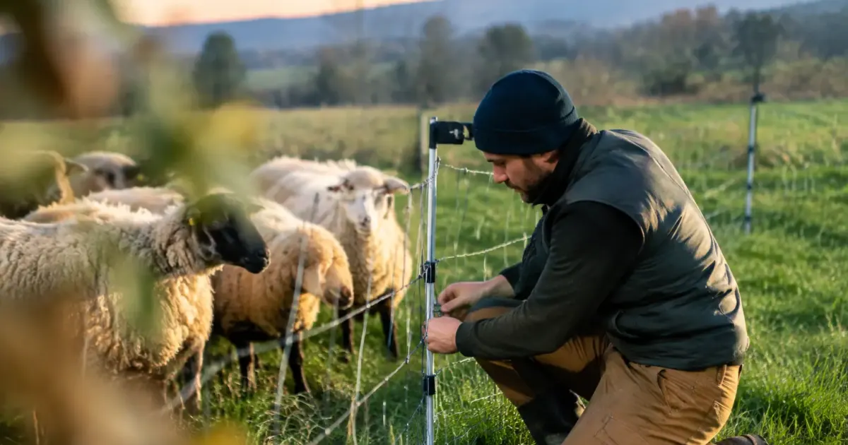 Eleveur agenouille fixe un filet electrique pres des moutons