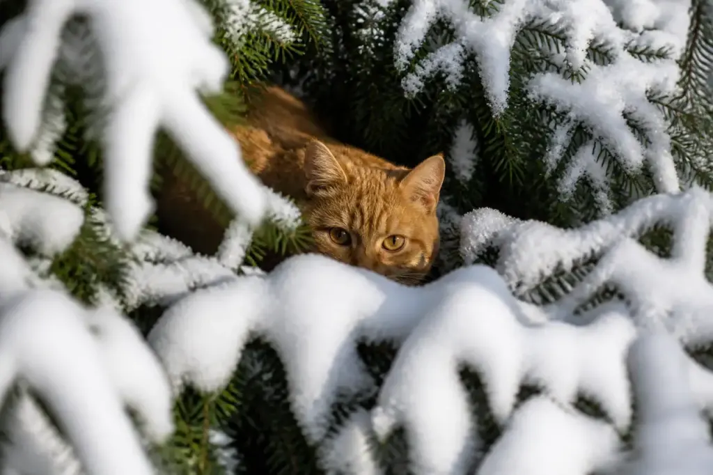 Felin roux tapi entre des sapins enneiges
