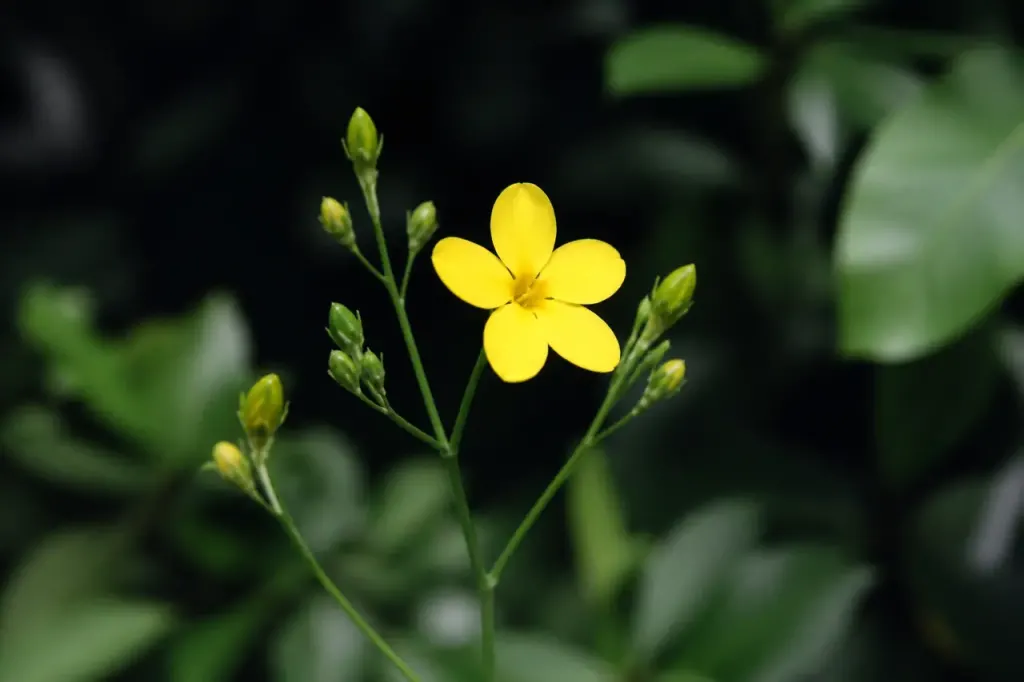 Fleur jaune aux cinq petales sur tiges vertes