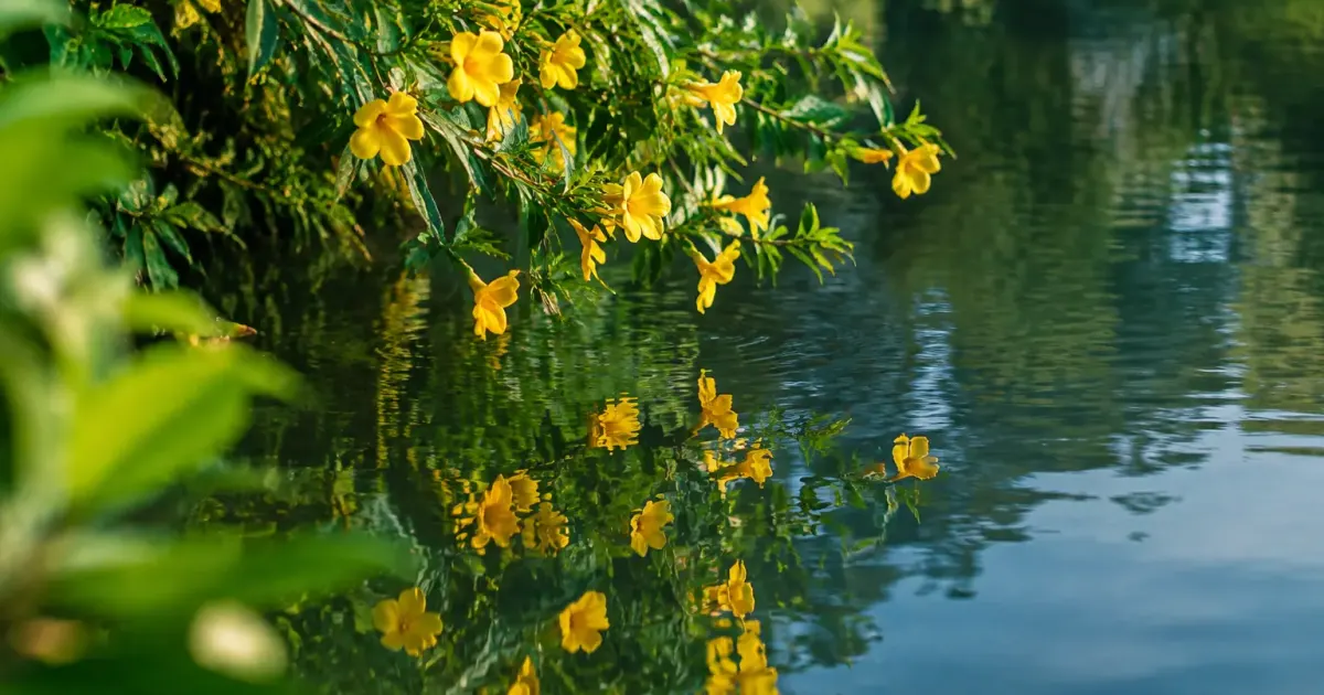 Fleurs jaunes de jussie penchees sur une eau calme