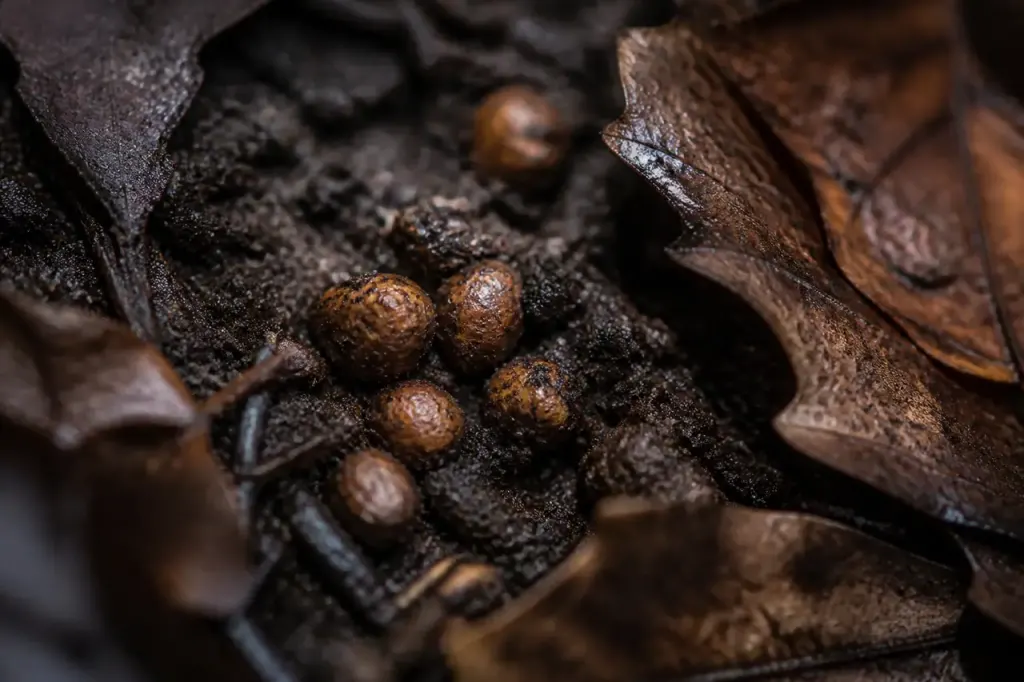 Graines brunes enfouies dans la terre humide, feuilles mortes