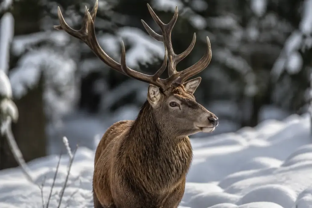 Grand cerf brun dans la neige avec fourrure epaisse