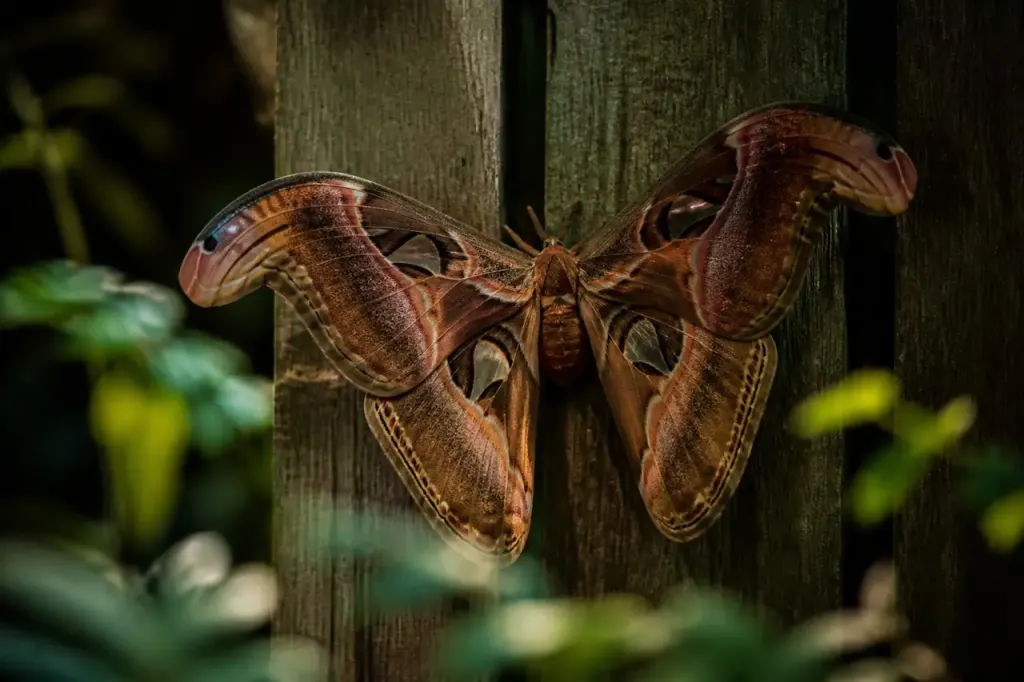 Grand papillon de nuit brun aux ailes ouvertes