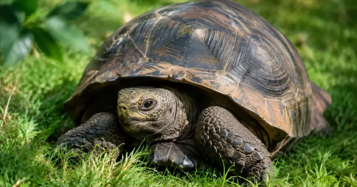 Grande tortue geante immobile sur une herbe verte