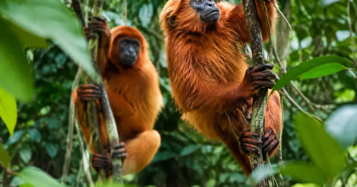 Groupe de primates roux grimpant sur des lianes