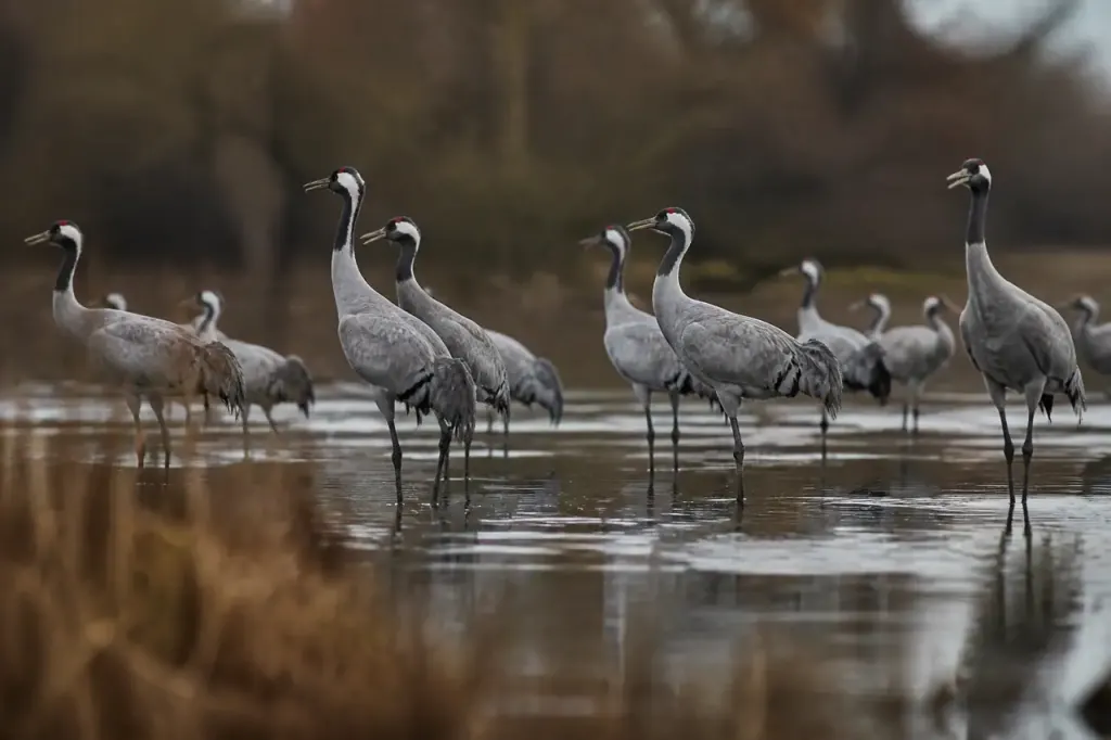 Groupe de grues debout dans une eau peu profonde