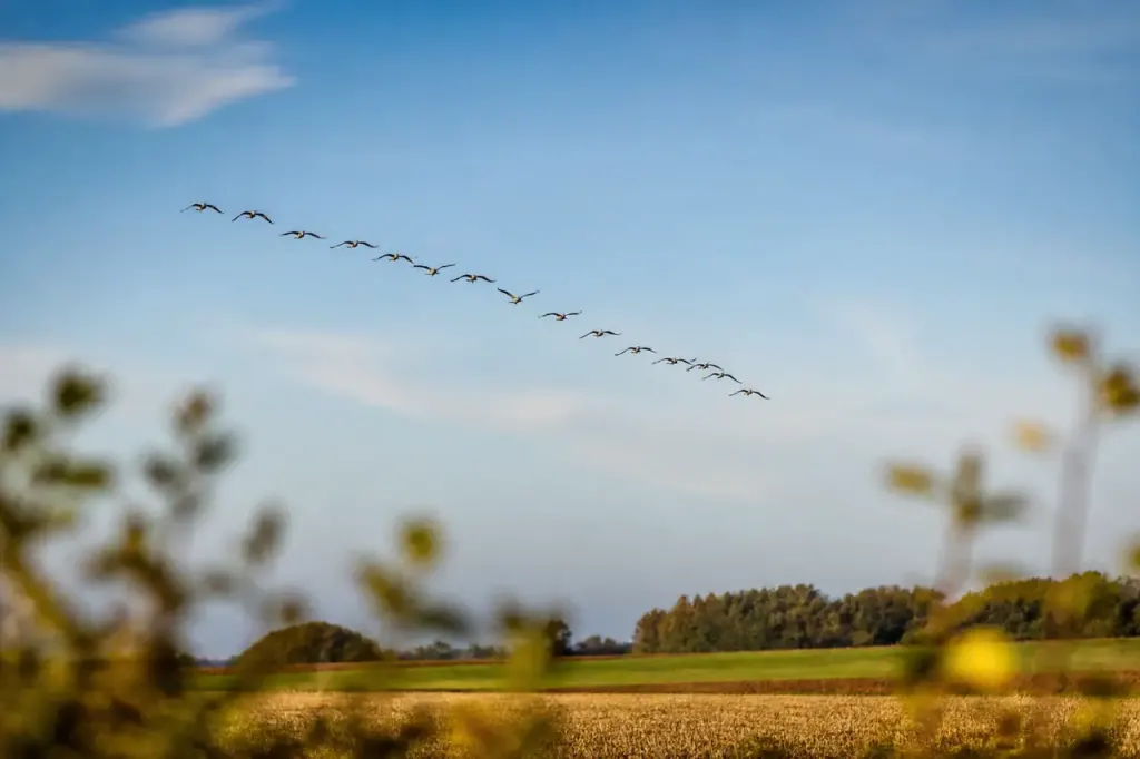 Grues grises en V au dessus des champs