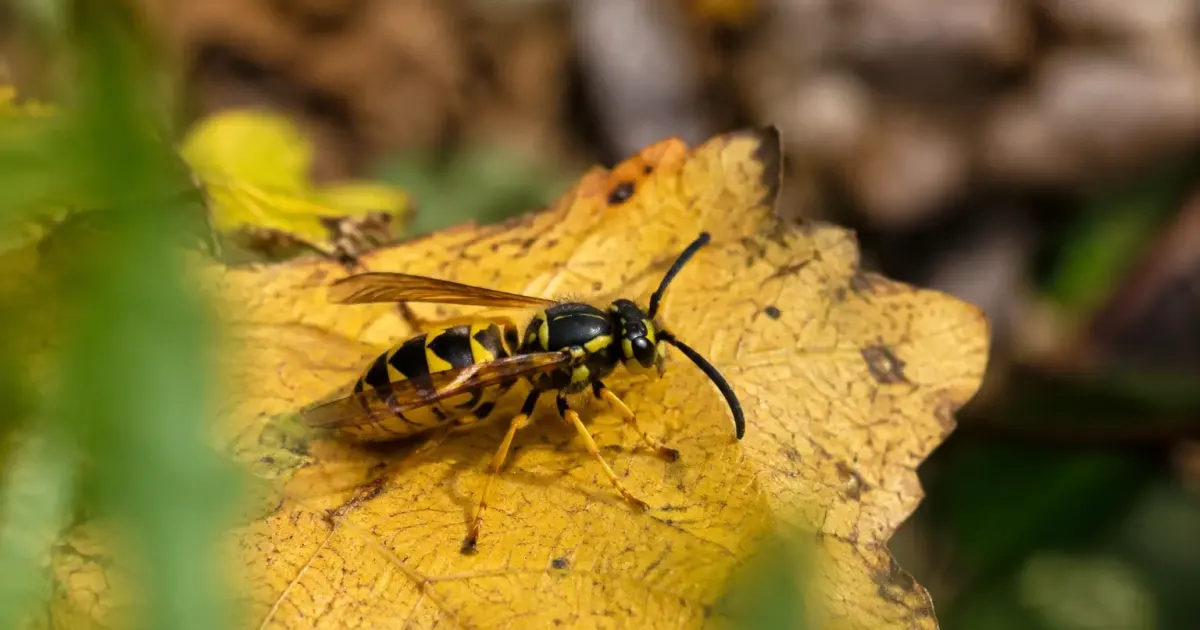 Guepe immobile posee sur une feuille jaune seche