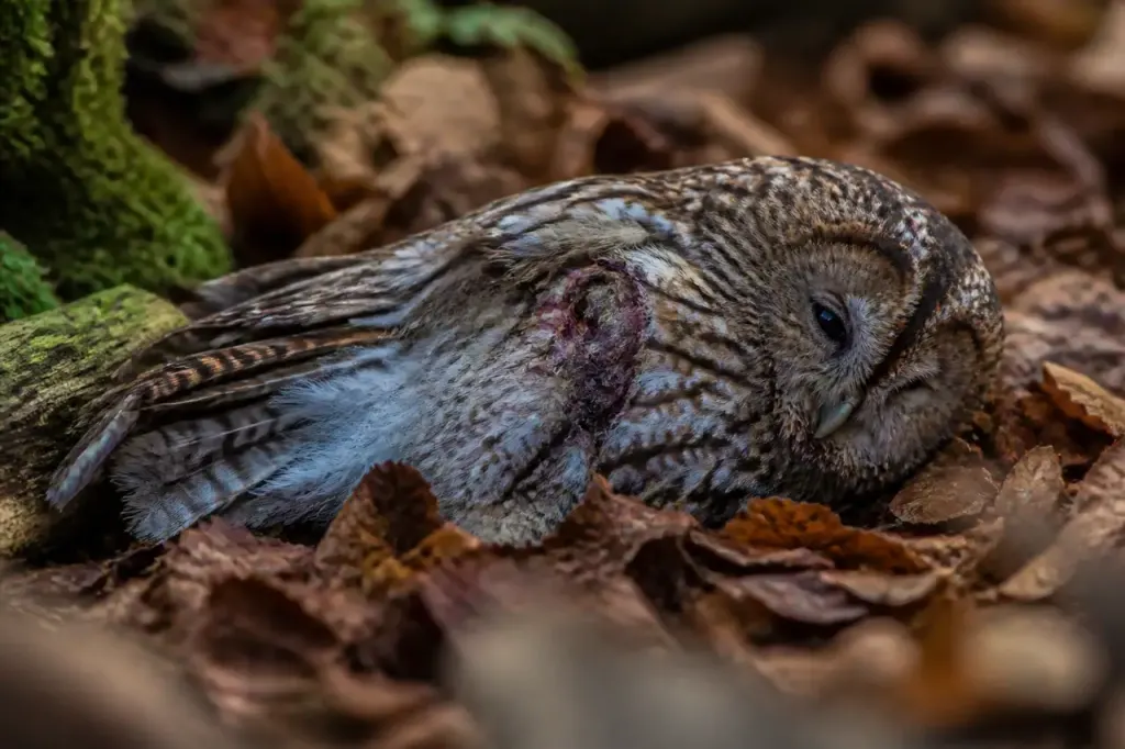 Un hibou blesse allonge dans les feuilles mortes