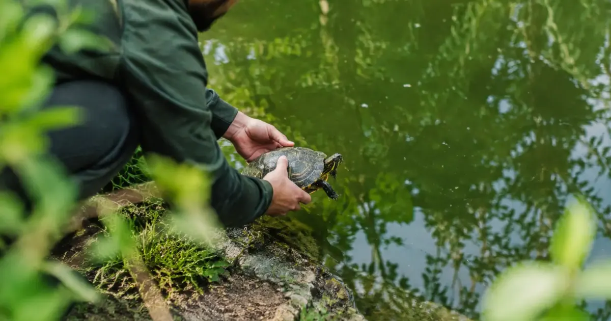 Homme agenouille relachant une tortue dans un etang vert