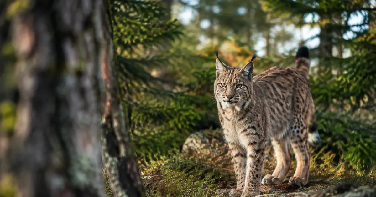 Homme debout face a un lynx en lisiere