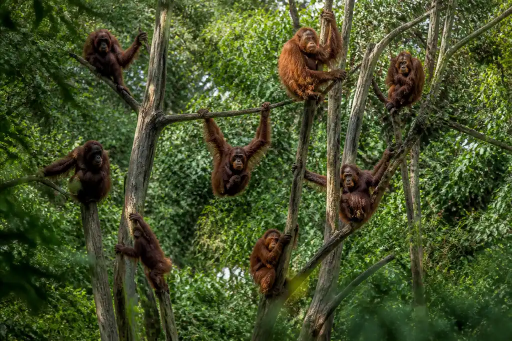 Huit orangs-outans grimpant aux branches dans un enclos forestier