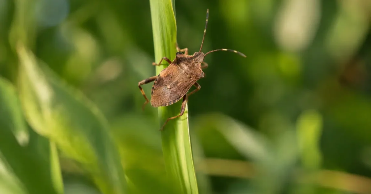Insecte brun perche sur une tige verte dressee