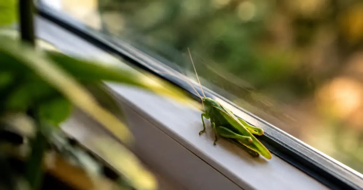Insecte vert immobile, pattes repliees, sur appui de fenetre