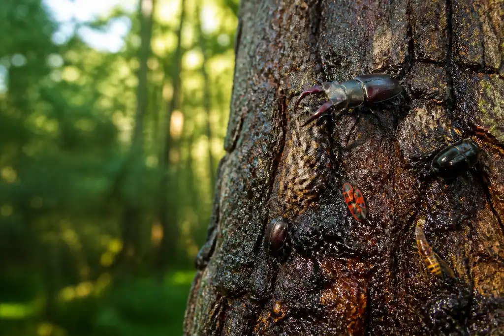 Insectes poses sur tronc de chene luisant de seve