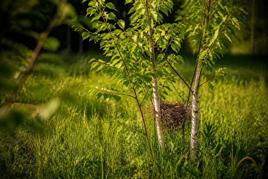 Jeunes bouleaux verts dans une clairiere herbeuse avec nid