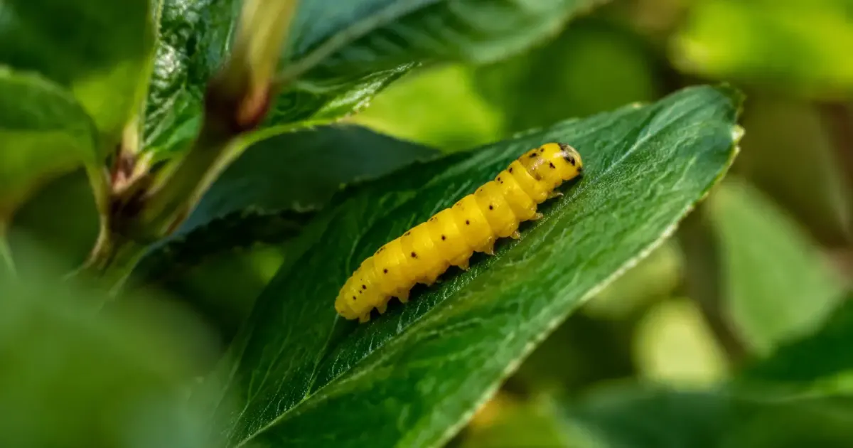 Larve jaune vif posee sur une feuille verte